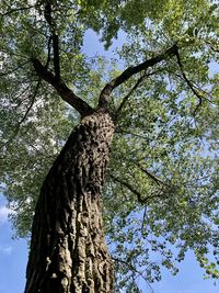 Low angle view of tree against sky