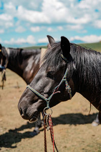 Close-up of horse standing on field