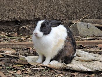 Close-up of cat sitting outdoors