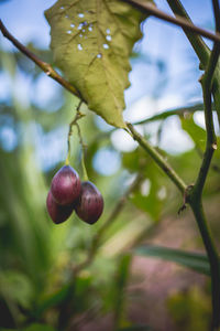 Close-up of fruit growing on tree