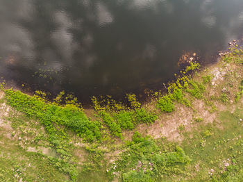 High angle view of trees growing in forest