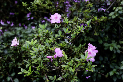 Close-up of pink flowers blooming outdoors