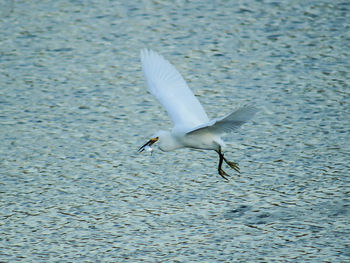 Seagull flying over water