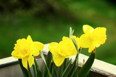 Close-up of yellow flower