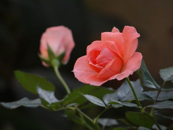 Close-up of pink rose