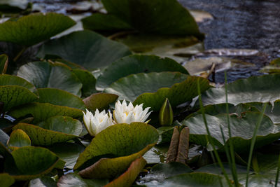 Close-up of flowering plant leaves in water