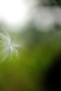 Close-up of dandelion on green plant