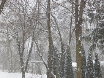 Bare trees on snow covered landscape