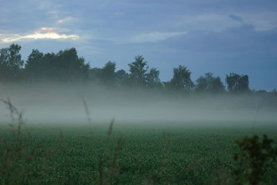 Scenic view of grassy field against sky