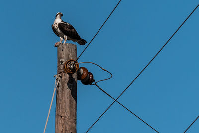 Low angle view of owl perching on cable against clear sky