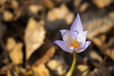 Close-up of purple flower