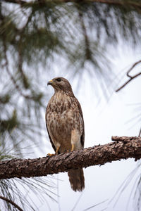 Red shouldered hawk buteo lineatus hunts for prey in the corkscrew swamp sanctuary of naples