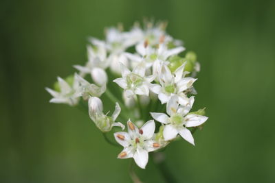 Close-up of white flowering plant