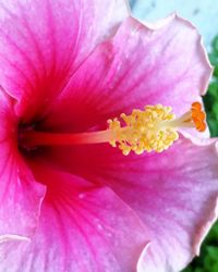 Close-up of pink hibiscus blooming outdoors