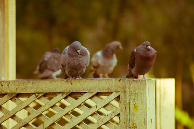 Close-up of bird perching on wood