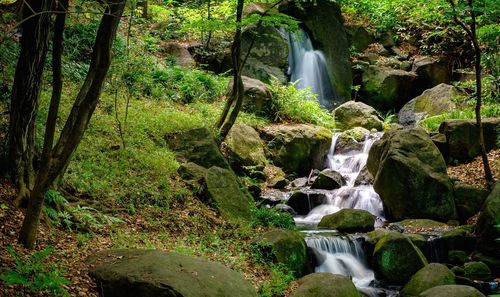 Stream flowing through forest