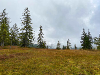 Pine trees on field against sky