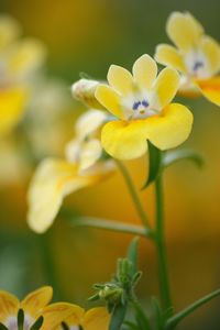 Close-up of yellow flowers blooming outdoors