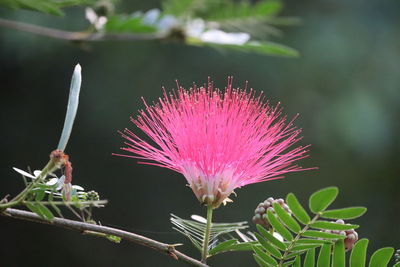 Close-up of pink thistle flower