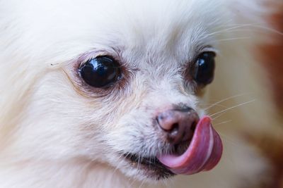 Close-up of dog looking away