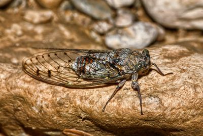 Close-up of insect