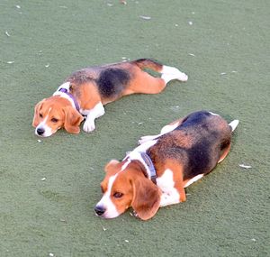 Dog lying on ground