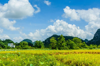 landscape
