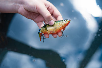 Person holding fish