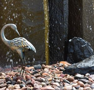 View of birds on rock