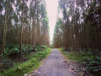 Road amidst trees in forest