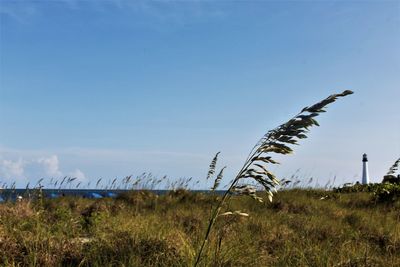 Grass on field against sky
