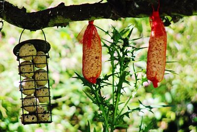 Close-up of red berries hanging on tree