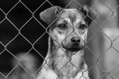 Close-up portrait of a dog