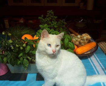Cat sitting by plants