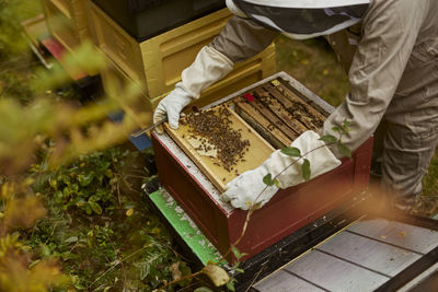 Bee-keeper during work