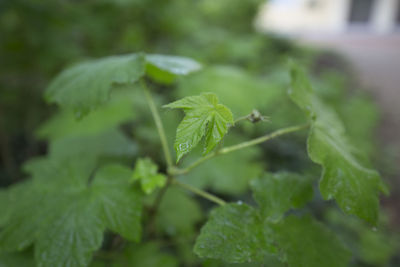 Close-up of fresh green plant