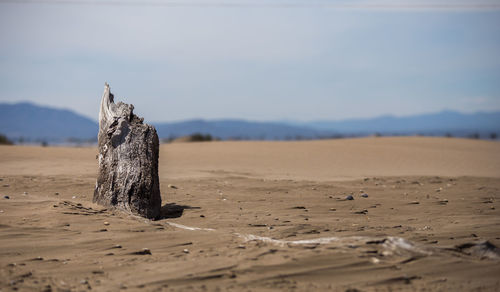 Driftwood on sand at desert against sky