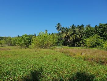 Plants growing on land against clear blue sky