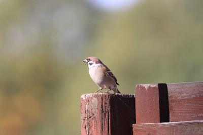 Bird perching on wooden post