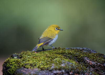 Close-up of bird perching on rock