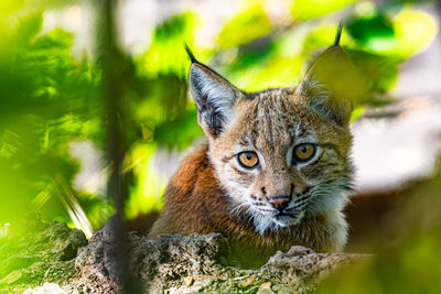 Close-up portrait of cat