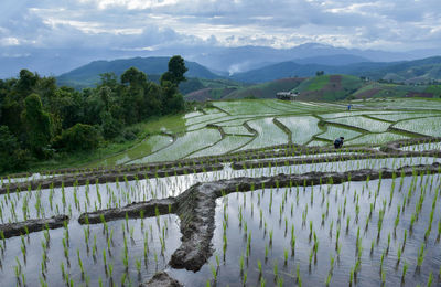 Scenic view of agricultural field against sky