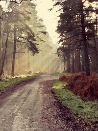 Road amidst trees in forest