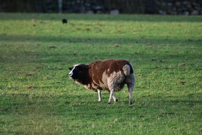 Sheep grazing on field