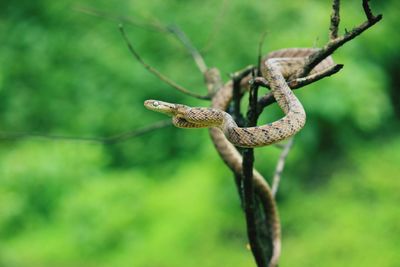 Close-up of lizard on branch