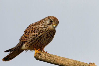 Close-up of owl perching on wall