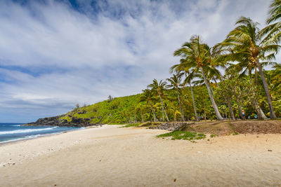 Scenic view of palm trees on beach against sky