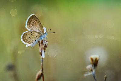 Close-up of butterfly on flower