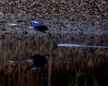 Bird perching on lake