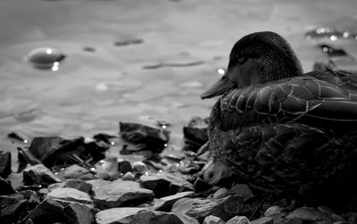 Close-up of duck swimming in lake